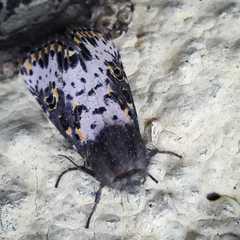 Xanthopastis timais