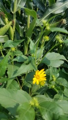 Silphium integrifolium