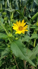Silphium integrifolium