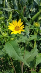 Silphium integrifolium