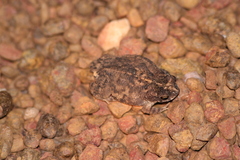 Rhinella merianae