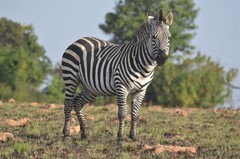 Equus quagga crawshayi