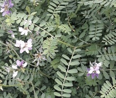 Indigofera tinctoria