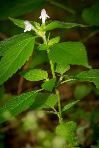 Galeopsis tetrahit iNat (1)