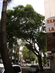 Jacaranda mimosifolia