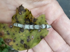 Parallelia bistriaris