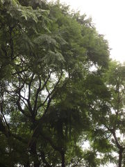 Jacaranda mimosifolia