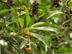 Citharexylum karstenii