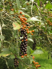 Citharexylum karstenii