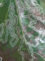 Phyllocnistis labyrinthella