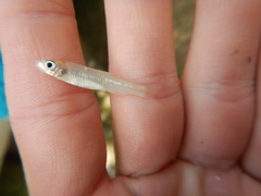 Notropis buchanani