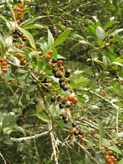 Citharexylum karstenii