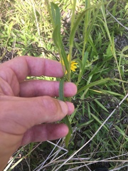 Rudbeckia missouriensis