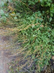 Rumex scutatus