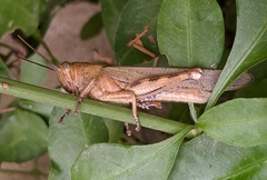 Anacridium aegyptium