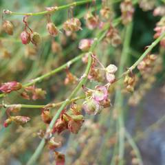 Rumex scutatus