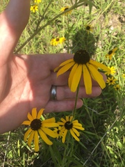 Rudbeckia missouriensis