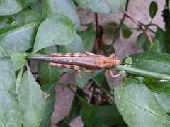 Anacridium aegyptium