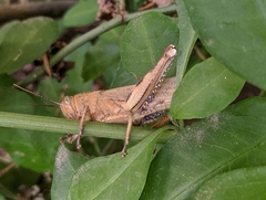 Anacridium aegyptium