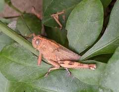 Anacridium aegyptium