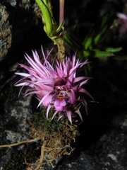 Lepidagathis trinervis