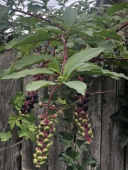 Phytolacca americana