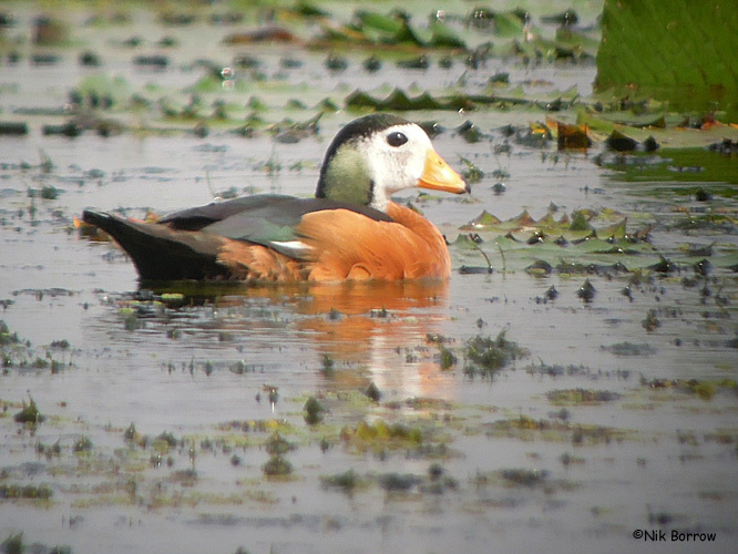 African Pygmy-Goose