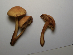 Pleuroflammula tuberculosa