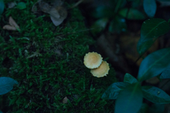 Pleuroflammula tuberculosa