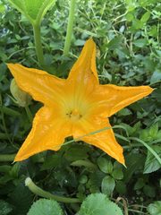 Cucurbita maxima maxima