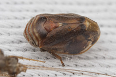 Clastoptera ovata