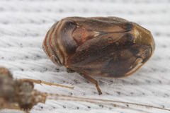 Clastoptera ovata