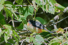 Piranga olivacea