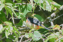 Piranga olivacea