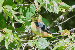 Piranga olivacea
