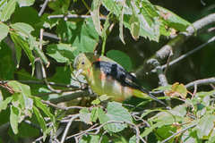 Piranga olivacea