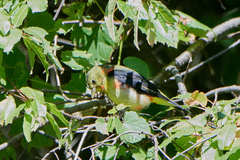 Piranga olivacea