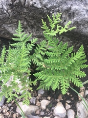 Cheilanthes leucopoda