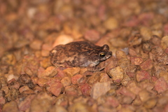 Rhinella merianae