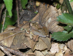 Craugastor crassidigitus