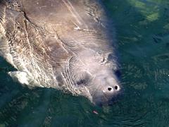 Trichechus manatus latirostris