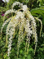 Ledenbergia peruviana