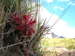 Drosera roraimae