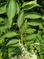 Ledenbergia peruviana