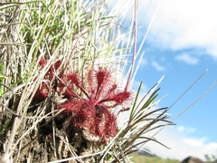 Drosera roraimae