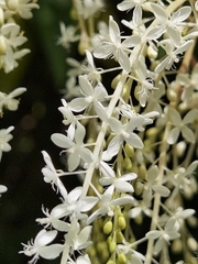 Ledenbergia peruviana