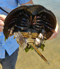 Limulus polyphemus