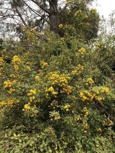 Senna pendula