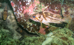 Copper Rockfish photo 4