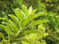 Iochroma arborescens
